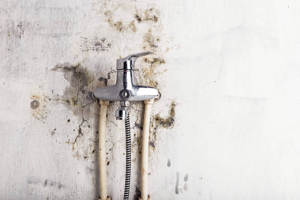 Best Home Mold Removal  in Auburn, AL