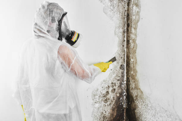 Best Certified Mold Removal  in Auburn, AL