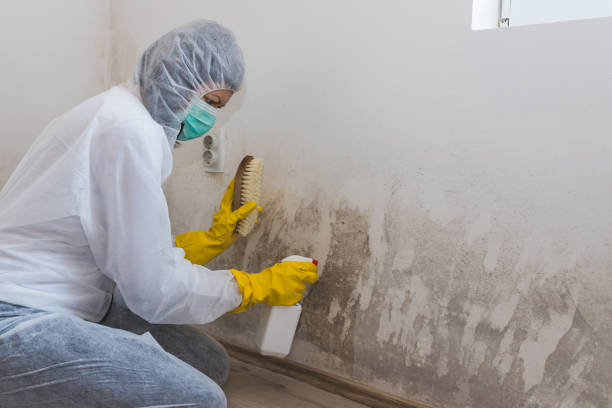Mold Removal Process in Auburn, AL