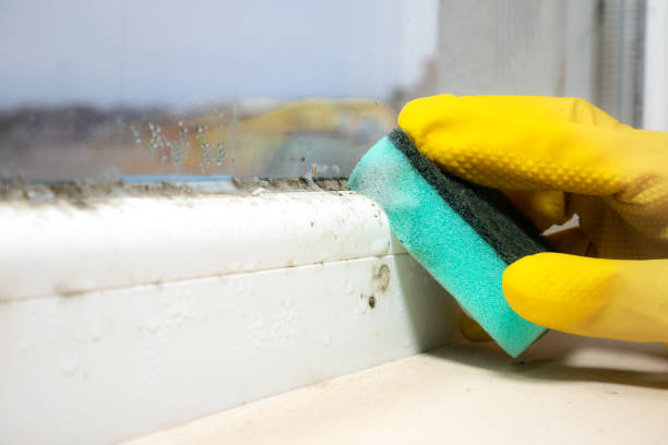 Trusted Auburn, AL Mold Removal Experts