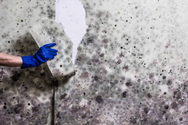 Best Mold Damage Repair  in Auburn, AL